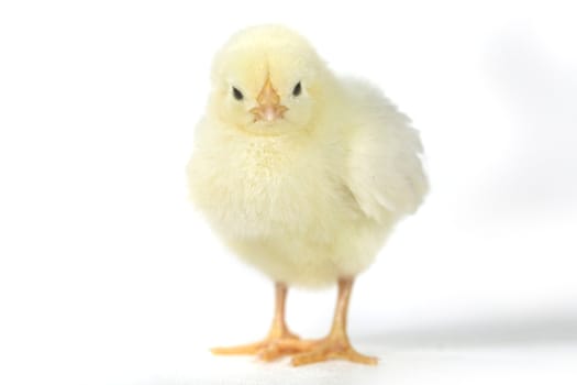 Cute Baby Chick Chicken on White Background