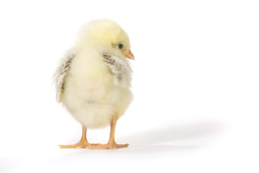 Cute Baby Chick Chicken on White Background