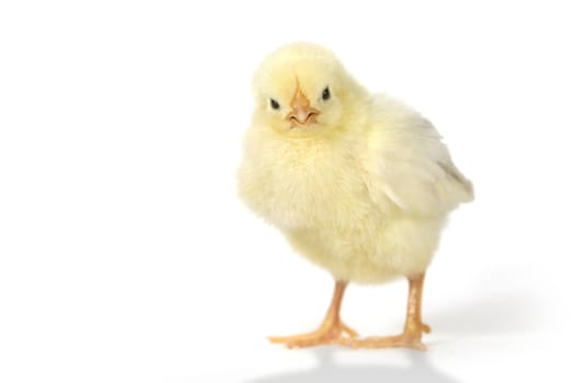 Cute Baby Chick Chicken on White Background