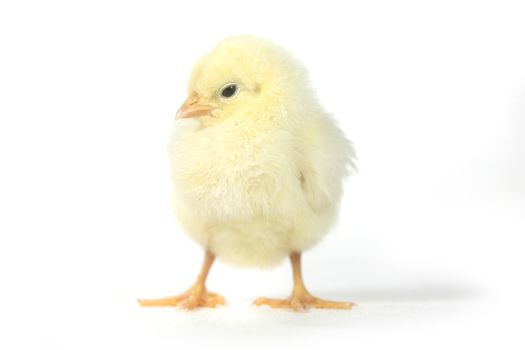 Cute Baby Chick Chicken on White Background