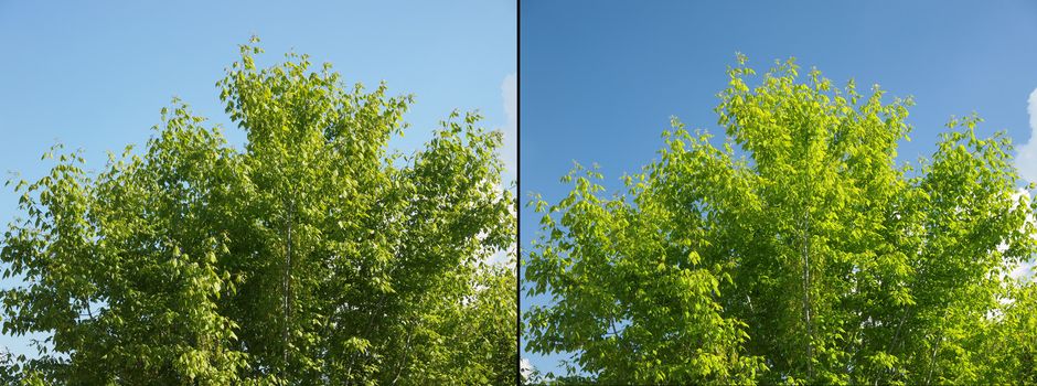 Effect of polarising filter on trees and sky to improve the appearance of landscapes - Sky is bluer and leaves are greener - Without filter on the left - With filter on the right