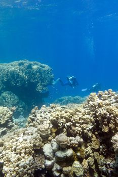 two divers above coral reef at the bottom of tropical sea on blue water background
