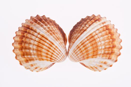 two seashells isolated on white background
