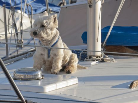 Westie on sailing boat in marina