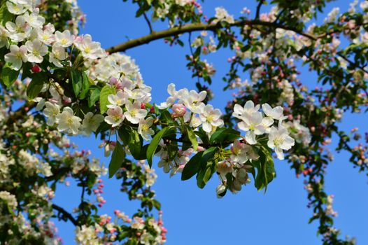An image of colourful Spring Blossom.
