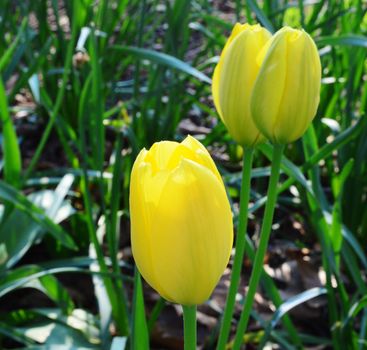 close-up image of colourful Spring Tulips.