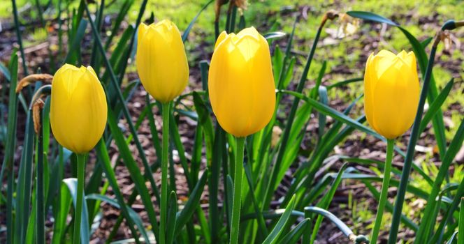 An image of colourful, Spring Tulips,