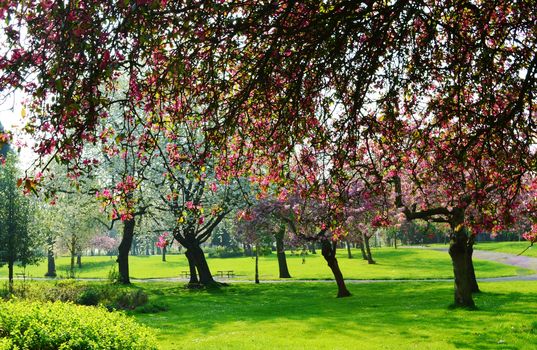A colourful Spring scene photographed in an English park.