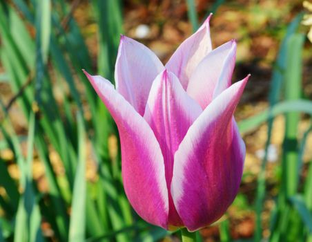 A close-up image of a colourful Spring Tulip.