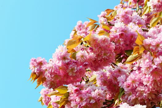 A close-up image of colourful Spring Blossom.