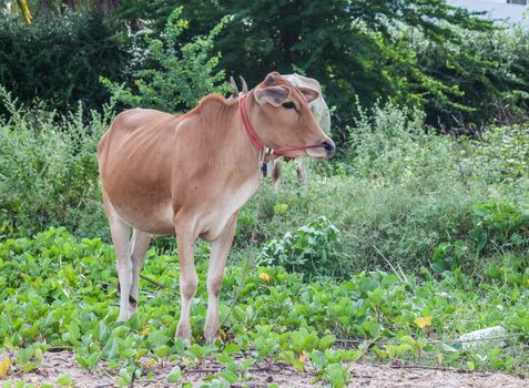 Young cow in grass field