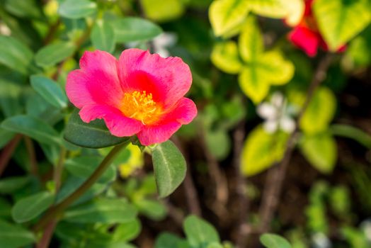 Little pigweed flower in garden