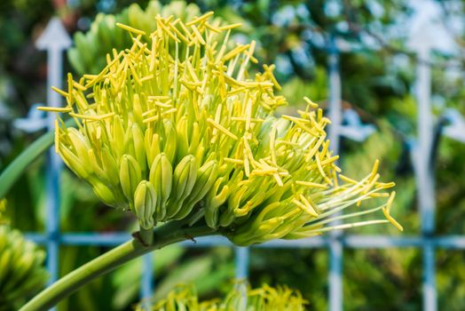 Big bouquet of agave flower