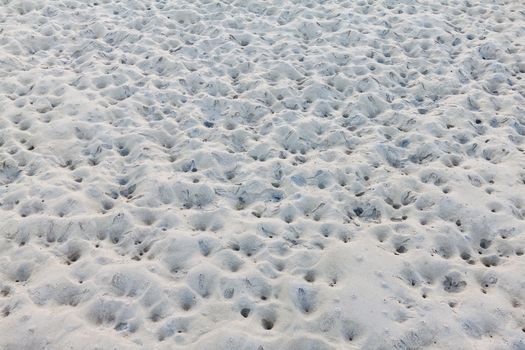 White sand beach with hole's crab