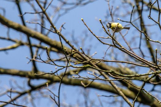 Woodpecker in a tree at springtime