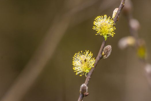 Colorful willow seed at springtime