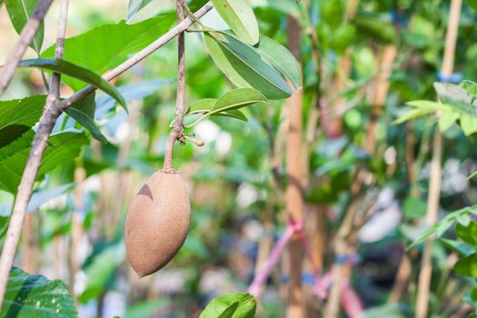 Sapodilla plant in garden grow well in Thailand