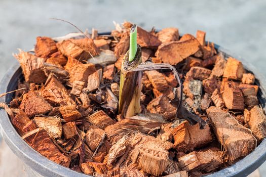 Banana is sprouting in pot and apply fertilizer by sawdust and coir