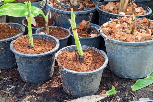 Banana is sprouting in pot and apply fertilizer by sawdust and coir