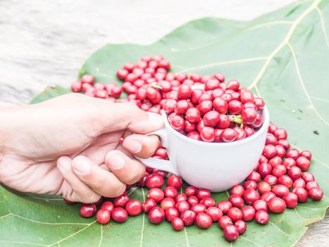 Coffee tree with ripe berries in cup