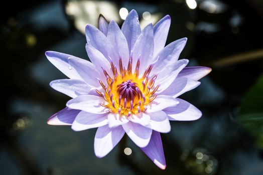 Single purple lotus flower in the pond.