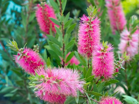 Bottle brush tree and flower on green blur background