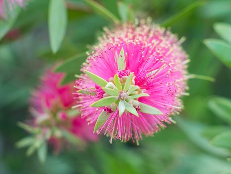 Bottle brush tree and flower on green blur background