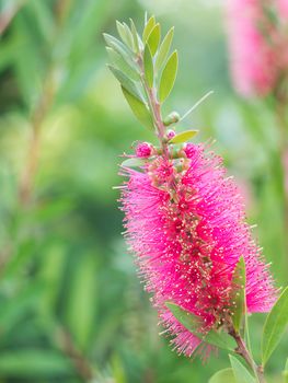 Bottle brush tree and flower on green blur background