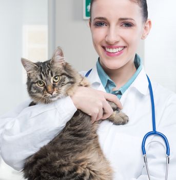 Veterinarian doctor holding of a cute beautiful cat