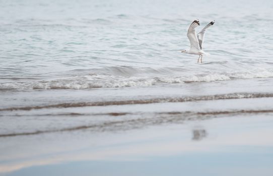 Seagull flying over the sea. Horizontal photo