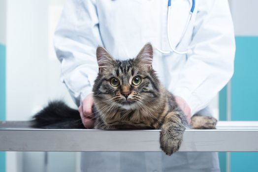 Veterinary caring of a cute cat, close up