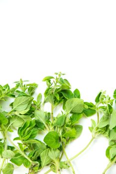 Fresh Oregano on a white background.