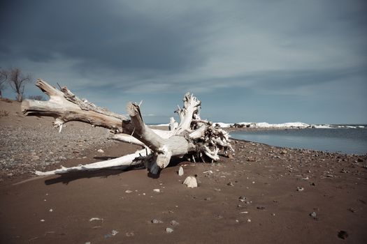Dead tree at the sea