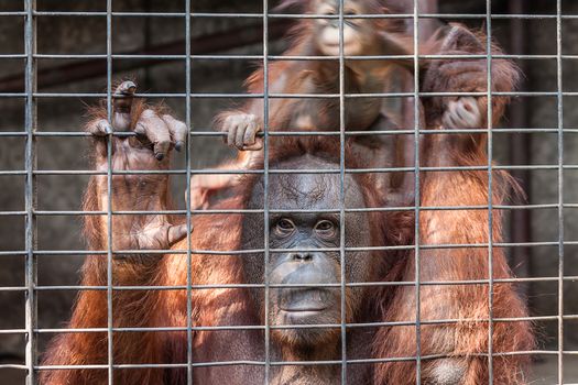 Orangutan with her baby in cage