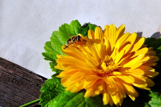 Bee on the Flower on vintage paper and old wooden background closeup