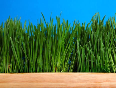 Frash Grass on the Blue Background