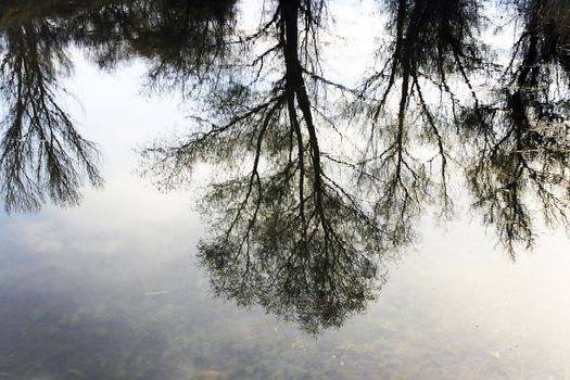 trees reflected in a shallow lake in the woods