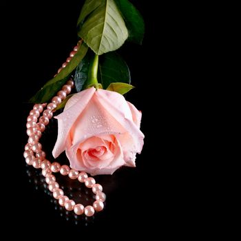 Pink rose. Rose on a white background. Pink flower. Pink rose and pearl beads.