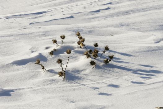 old dry thorn in the snow