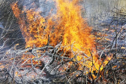 fire burning trees