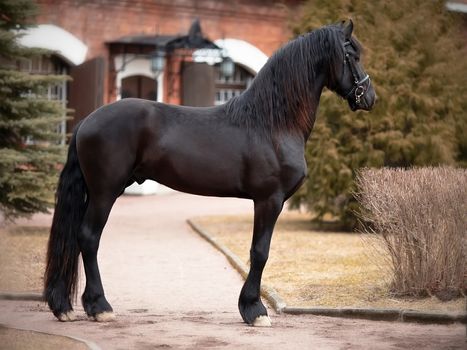 Black stallion. Sports black horse. Thoroughbred horse. Beautiful horse. Sports horse.