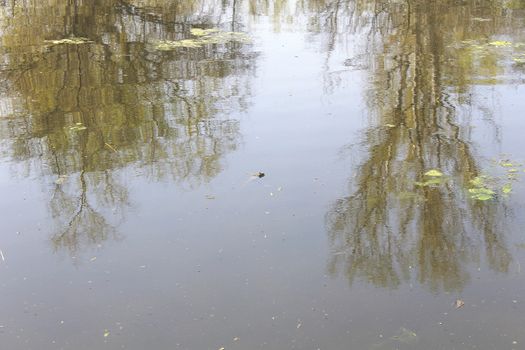 frog in water with reflecting trees