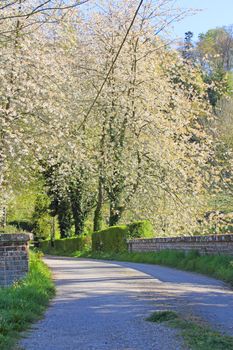 View on road in garden with blooming apple tree