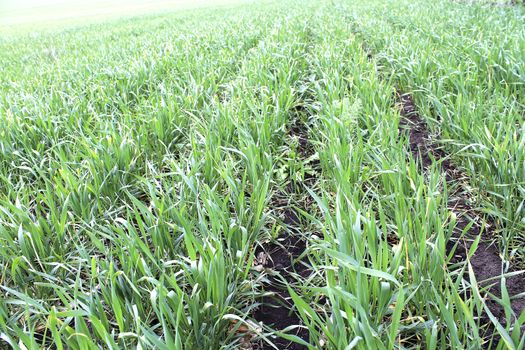 beds of young green wheat