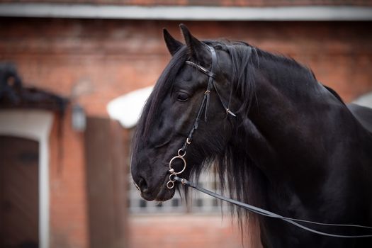 Black stallion. Portrait of a black horse. Thoroughbred horse. Beautiful horse.