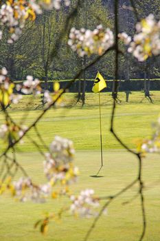 View on Golf flag on course through branches of blooming apple tree