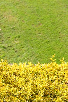 Yellow bush close-up on graan grass background