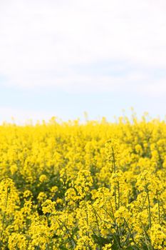 Yellow blooming flowers rapeseed field landscape