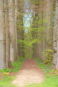 Old tree alley in spring with footpath close-up