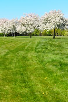 Blooming apple trees with flowers on golf course